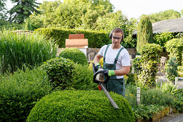 How Our Tree Care Process Works  in  Downey, CA